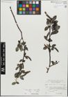 Foto von Salix glabra Scop. x Salix myrsinifolia Salisb.